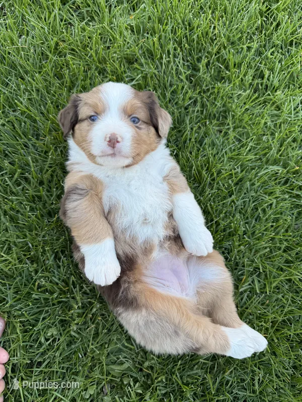 Lilly – Miniature American Shepherd puppy for sale in Cambridge, MN