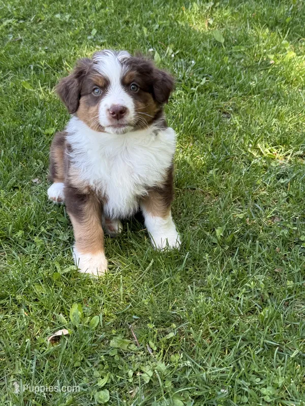 Rusty – Miniature American Shepherd puppy for sale in Cambridge, MN