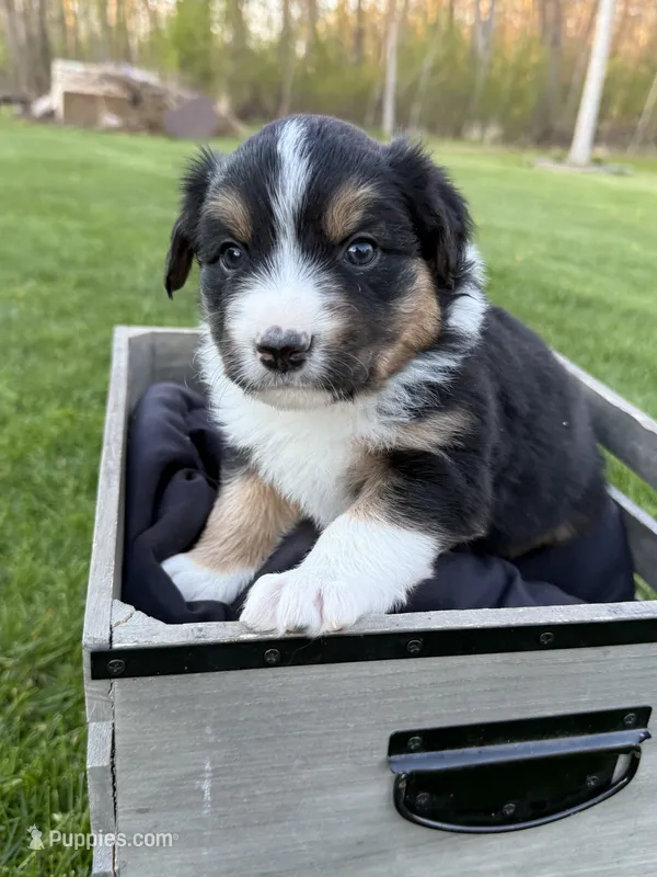 Shadow – Miniature Australian Shepherd puppy for sale in Cambridge, MN