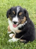Shadow, a male Miniature Australian Shepherd for sale in Cambridge, MN – 2 of 5