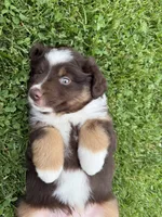 Coffee, a male Miniature Australian Shepherd for sale in Cambridge, MN – 6 of 9