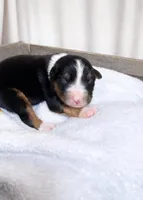 Shadow, a male Miniature Australian Shepherd for sale in Cambridge, MN – Photo 2 of 5