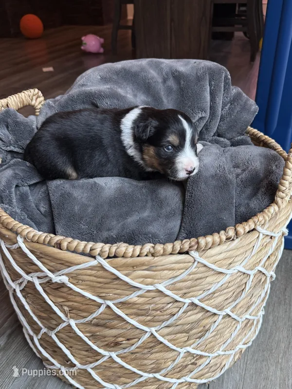 Shadow – Miniature Australian Shepherd puppy for sale in Cambridge, MN