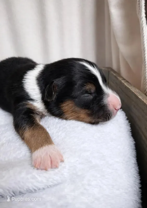 Shadow – Miniature Australian Shepherd puppy for sale in Cambridge, MN
