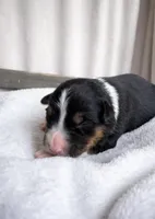 Shadow, a male Miniature Australian Shepherd for sale in Cambridge, MN – Photo 3 of 5