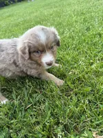 Aubry, a female Miniature American Shepherd for sale in Cambridge, MN – 3 of 6