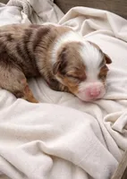 Lilly, a female Miniature Australian Shepherd for sale in Cambridge, MN – Photo 2 of 6