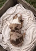 Lilly, a female Miniature Australian Shepherd for sale in Cambridge, MN – Photo 3 of 6