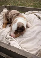 Lilly, a female Miniature Australian Shepherd for sale in Cambridge, MN – Photo 4 of 6