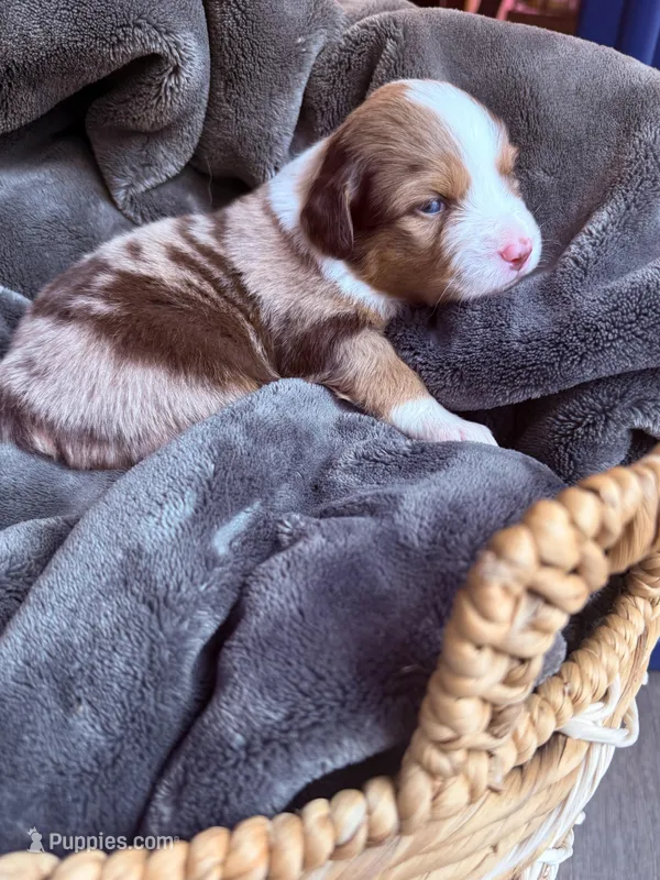 Lilly – Miniature Australian Shepherd puppy for sale in Cambridge, MN