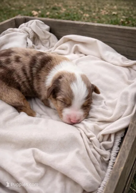 Lilly – Miniature Australian Shepherd puppy for sale in Cambridge, MN