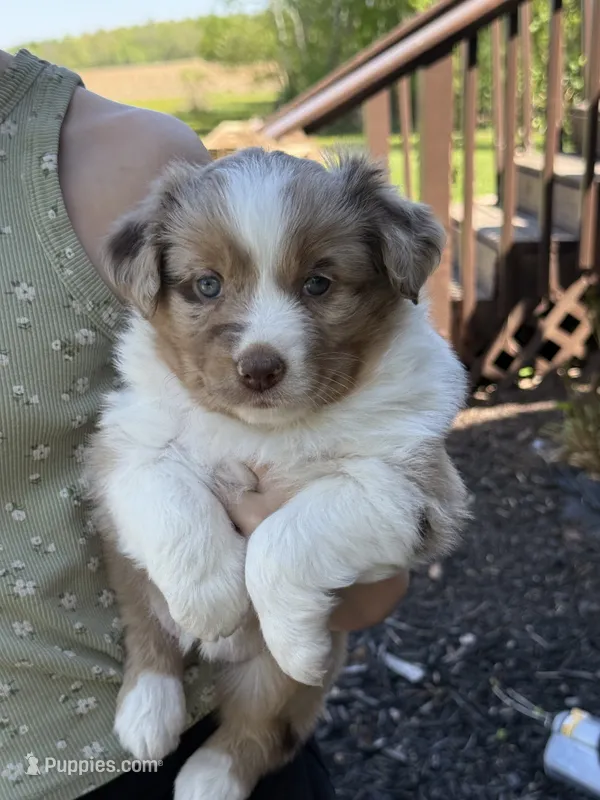 Dahlia – Miniature Australian Shepherd puppy for sale in Cambridge, MN