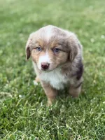 Aubry, a female Miniature Australian Shepherd for sale in Cambridge, MN – 3 of 10