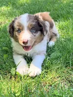 Holden, a male Miniature Australian Shepherd for sale in Cambridge, MN – 1 of 3
