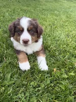 Rusty, a male Miniature American Shepherd for sale in Cambridge, MN – 8 of 9