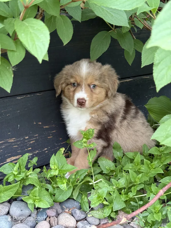 Aubry – Miniature Australian Shepherd puppy for sale in Cambridge, MN