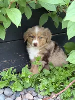 Aubry, a female Miniature Australian Shepherd for sale in Cambridge, MN – 1 of 10