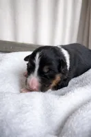 Shadow, a male Miniature American Shepherd for sale in Cambridge, MN – Photo 3 of 5