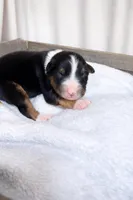 Shadow, a male Miniature American Shepherd for sale in Cambridge, MN – Photo 2 of 5