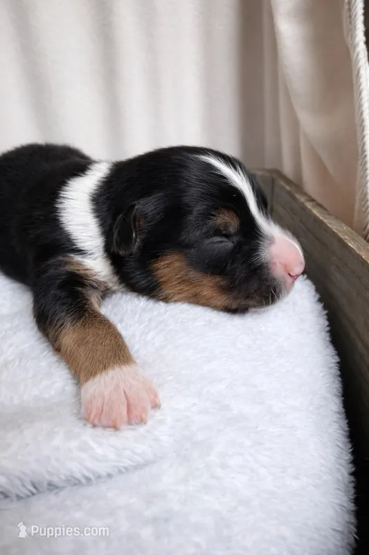 Shadow – Miniature American Shepherd puppy for sale in Cambridge, MN