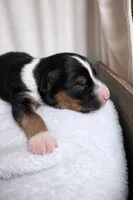 Shadow, a male Miniature American Shepherd for sale in Cambridge, MN – Photo 1 of 5