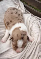 Dahlia, a female Miniature Australian Shepherd for sale in Cambridge, MN – Photo 2 of 5