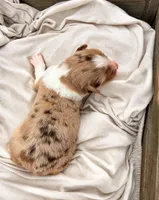 Dahlia, a female Miniature Australian Shepherd for sale in Cambridge, MN – Photo 3 of 5