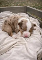 Dahlia, a female Miniature Australian Shepherd for sale in Cambridge, MN – Photo 1 of 5