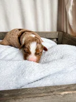 Remi, a  Miniature American Shepherd for sale in Cambridge, MN – Photo 2 of 7