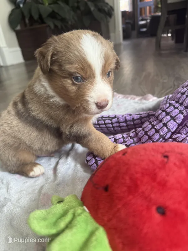 Remi – Miniature American Shepherd puppy for sale in Cambridge, MN
