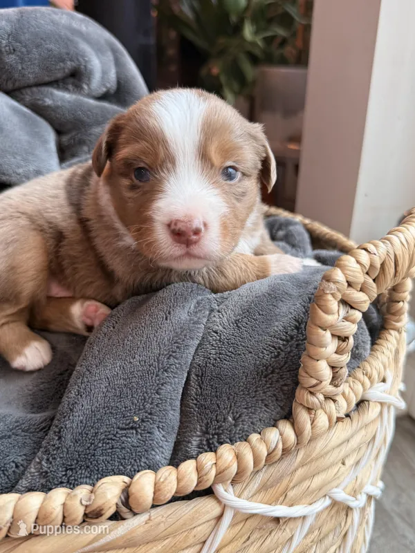 Remi – Miniature American Shepherd puppy for sale in Cambridge, MN