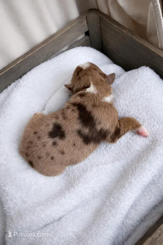 Remi – Miniature American Shepherd puppy for sale in Cambridge, MN