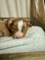 Remi, a  Miniature American Shepherd for sale in Cambridge, MN – Photo 3 of 7