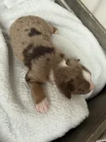 Remi, a  Miniature American Shepherd for sale in Cambridge, MN – Photo 4 of 7