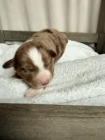 Remi, a  Miniature American Shepherd for sale in Cambridge, MN – Photo 5 of 7