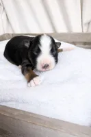 Ringer, a  Miniature American Shepherd for sale in Cambridge, MN – Photo 3 of 5