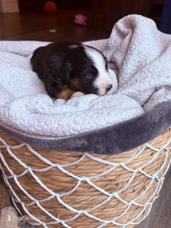Ringer – Miniature American Shepherd puppy for sale in Cambridge, MN