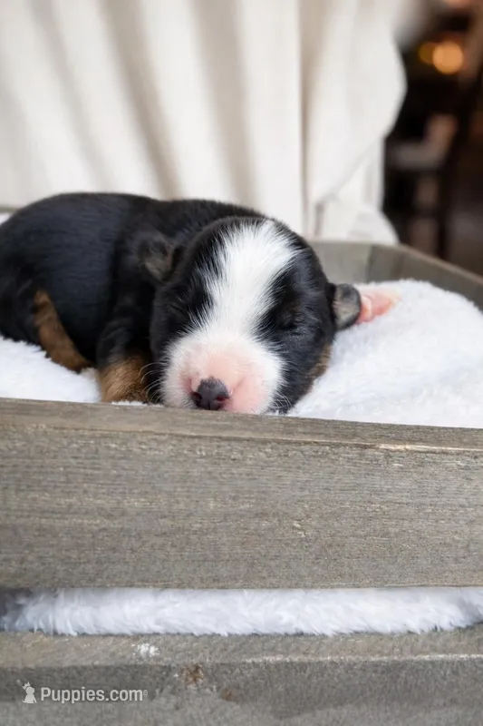 Ringer – Miniature American Shepherd puppy for sale in Cambridge, MN