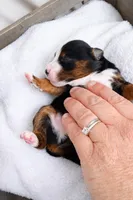 Ringer, a  Miniature American Shepherd for sale in Cambridge, MN – Photo 2 of 5