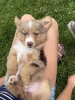 Aubry, a female Miniature Australian Shepherd for sale in Cambridge, MN – 9 of 10