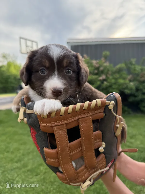 Cocoa – Miniature American Shepherd puppy for sale in Cambridge, MN