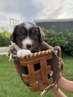 Cocoa, a female Miniature American Shepherd for sale in Cambridge, MN – 1 of 9