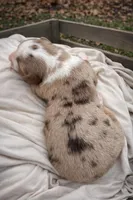 Rose, a female Miniature Australian Shepherd for sale in Cambridge, MN – Photo 4 of 6