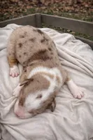 Rose, a female Miniature Australian Shepherd for sale in Cambridge, MN – Photo 2 of 6