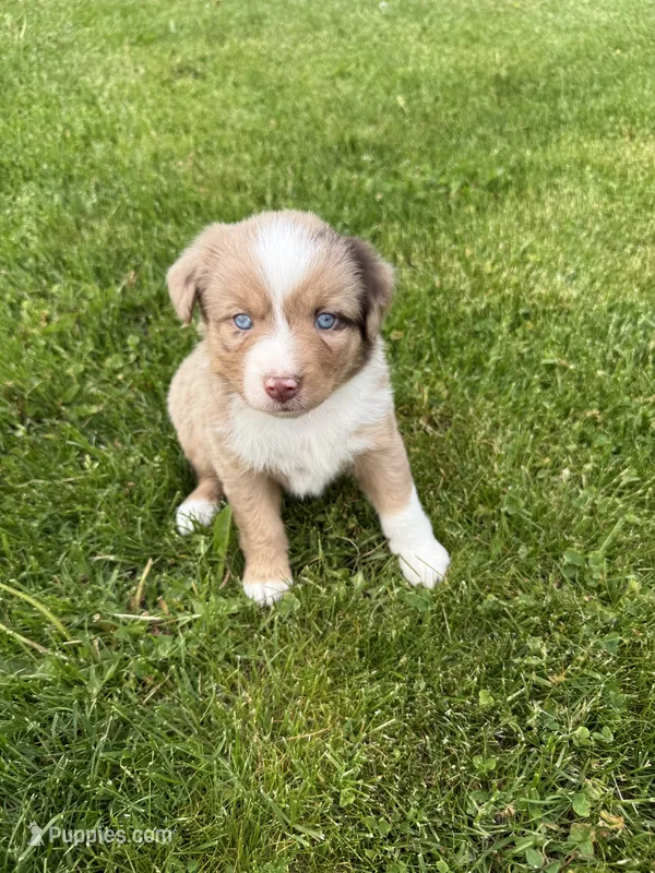Daisy – Miniature Australian Shepherd puppy for sale in Cambridge, MN