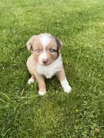 Daisy, a female Miniature Australian Shepherd for sale in Cambridge, MN – 1 of 4