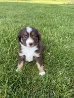 Cocoa, a female Miniature American Shepherd for sale in Cambridge, MN – 6 of 9