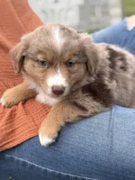 Aubry, a female Miniature Australian Shepherd for sale in Cambridge, MN – 6 of 10