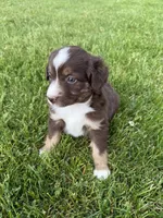 Cocoa, a female Miniature American Shepherd for sale in Cambridge, MN – 8 of 9