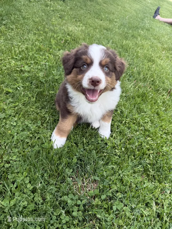 Rusty – Miniature American Shepherd puppy for sale in Cambridge, MN
